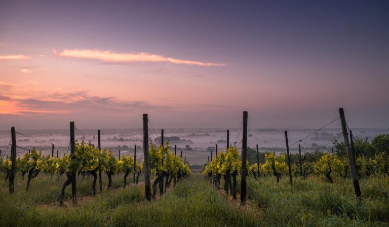 German vinyard in fog