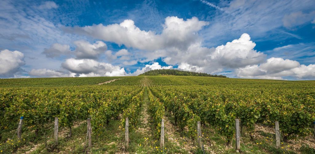 Chablis Grand Cru vineyard