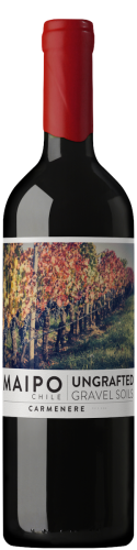 Ungrafted Carmenere