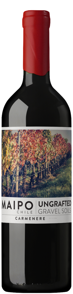 Ungrafted Carmenere Ungrafted Carmenere