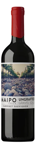 Ungrafted Cabernet Sauvignon