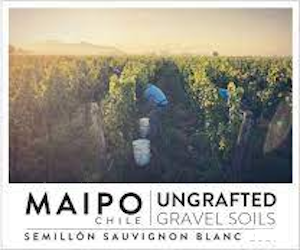 Ungrafted Semillon Sauvignon Blanc