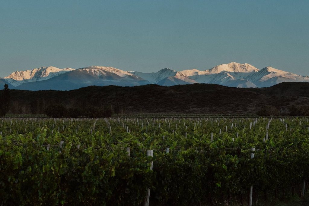 El Enemigo Gualtallary vineyard