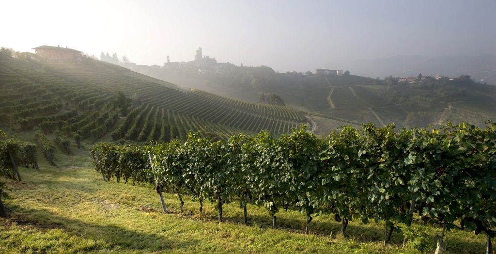 Vietti vineyard landscape