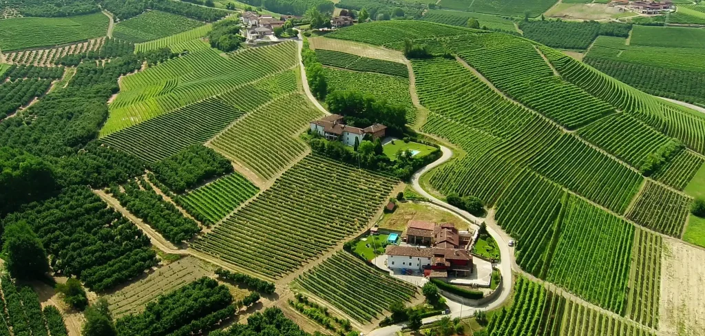 Castello Di Neive vineyard 2