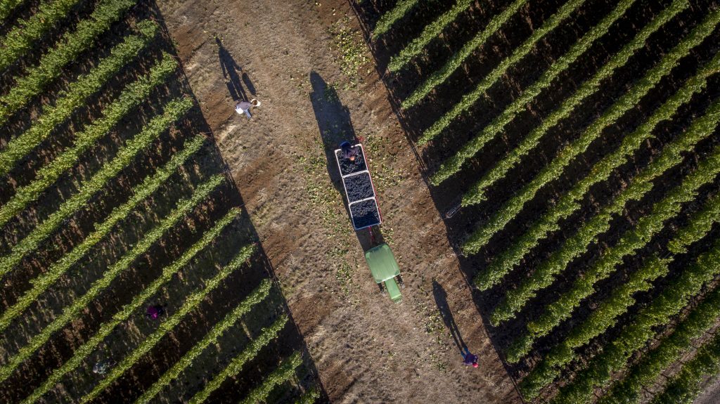 Domaine Drouhin Oregon Roserock vinevyard