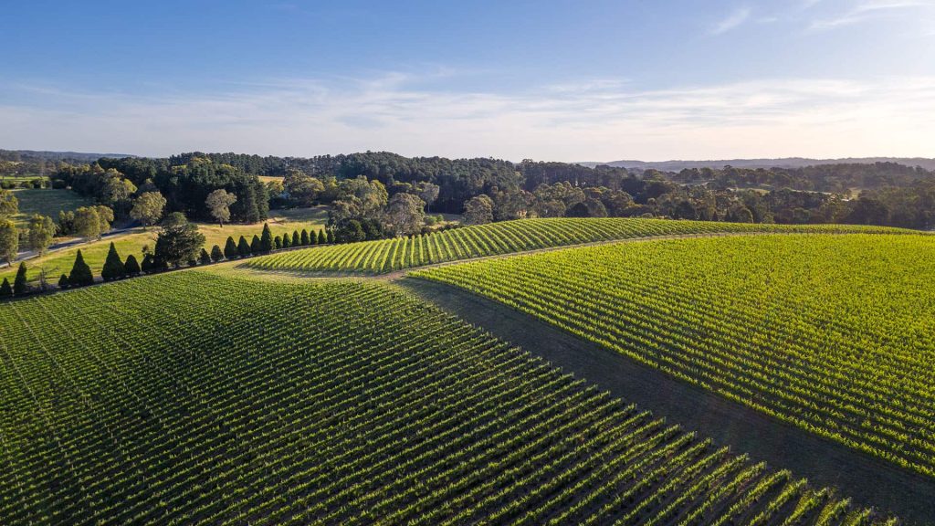 Shaw + Smith vineyard