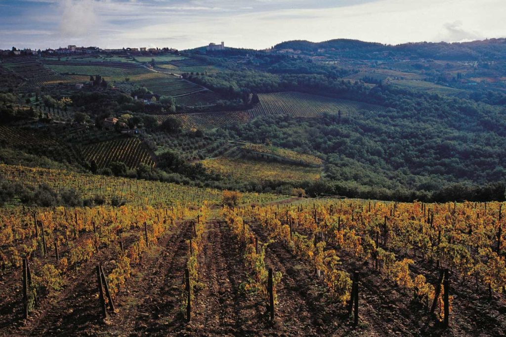 Castellare Di Castellina vineyard