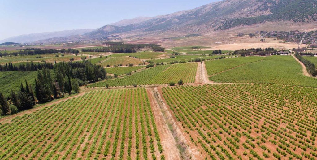 Chateau Musar vineyard