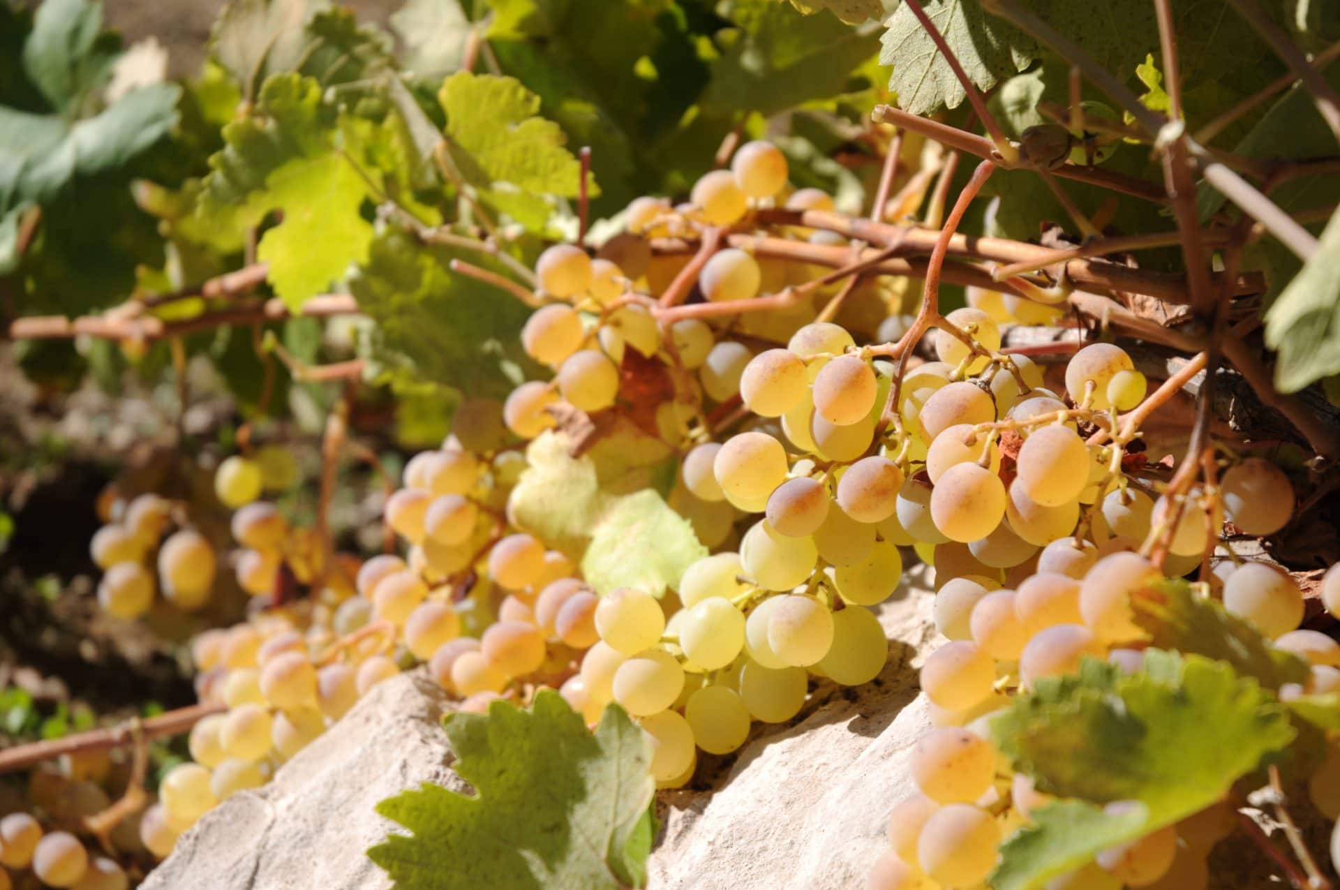 Chateau Musar vineyard grapes