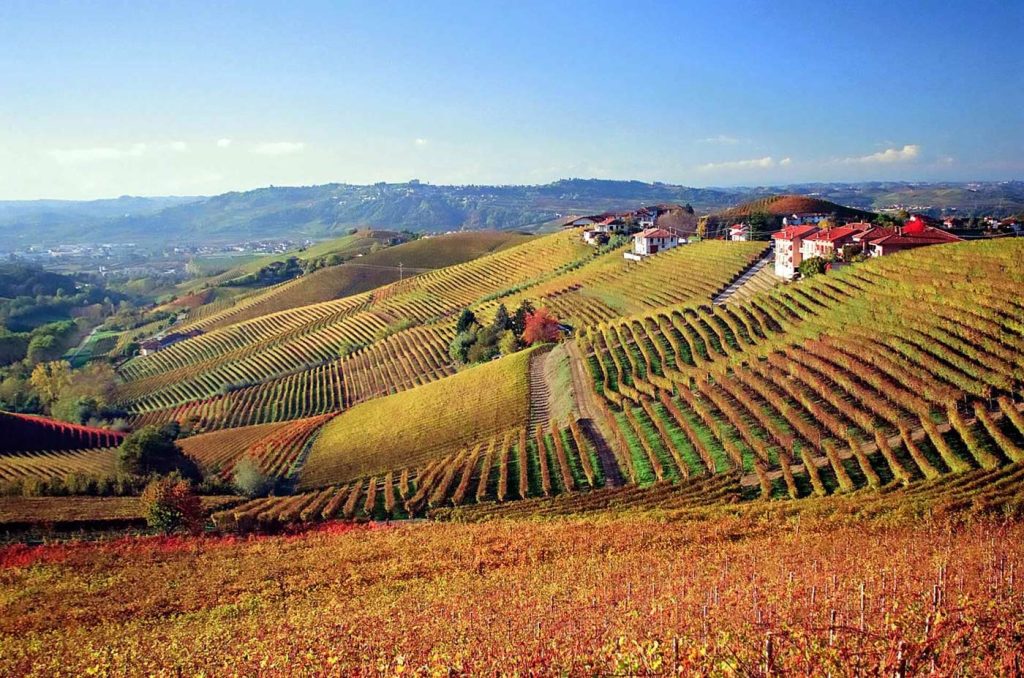 Giuseppe Cortese vineyard