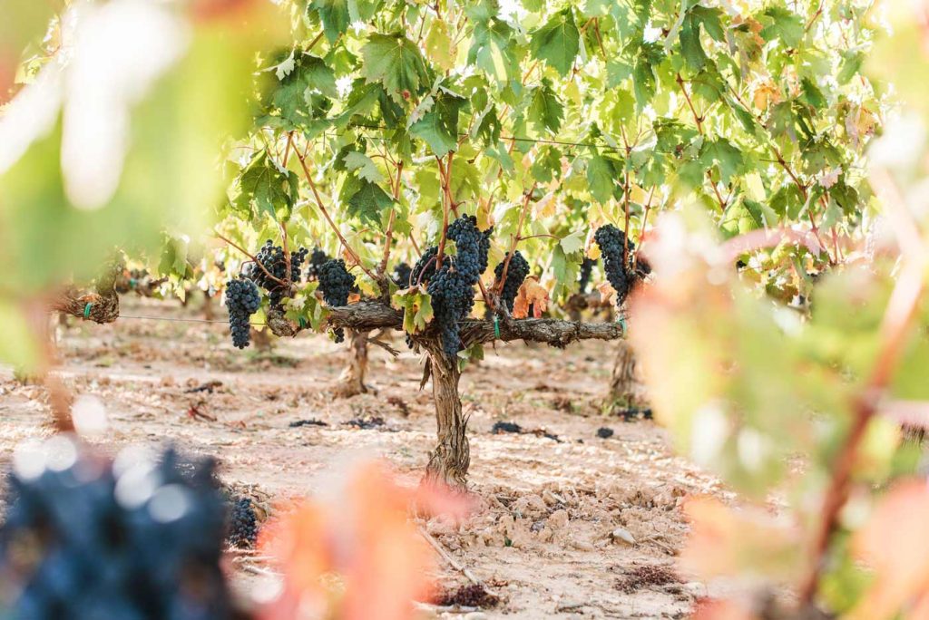 La Rioja Alta vineyard closeup