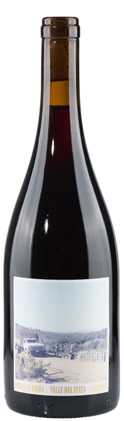 Roberto Henriquez Cinsault Fundo la Union