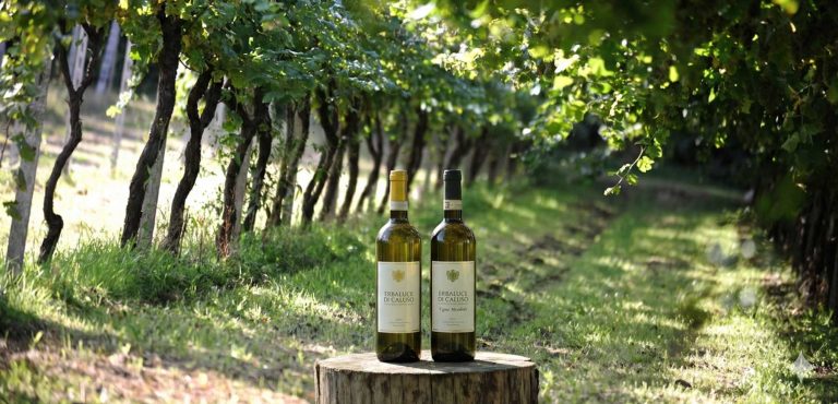 Cieck wine bottles in a vineyard