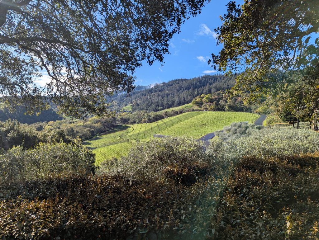 Terrace view over vineyard hills