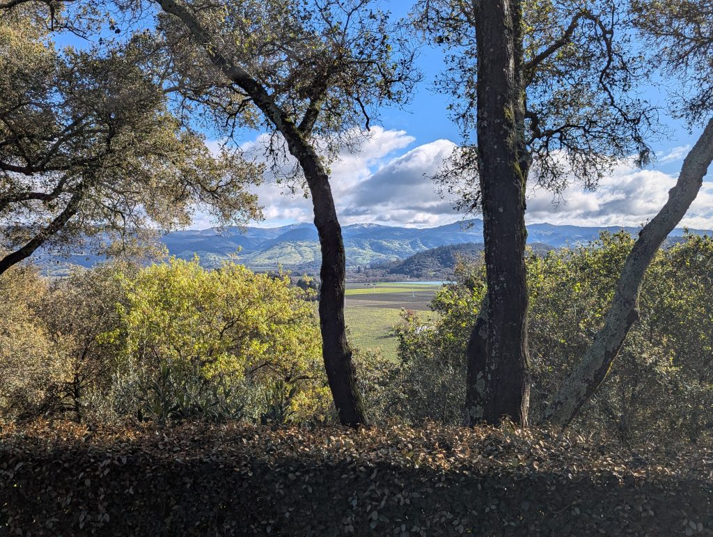 Valley view through trees in Napa