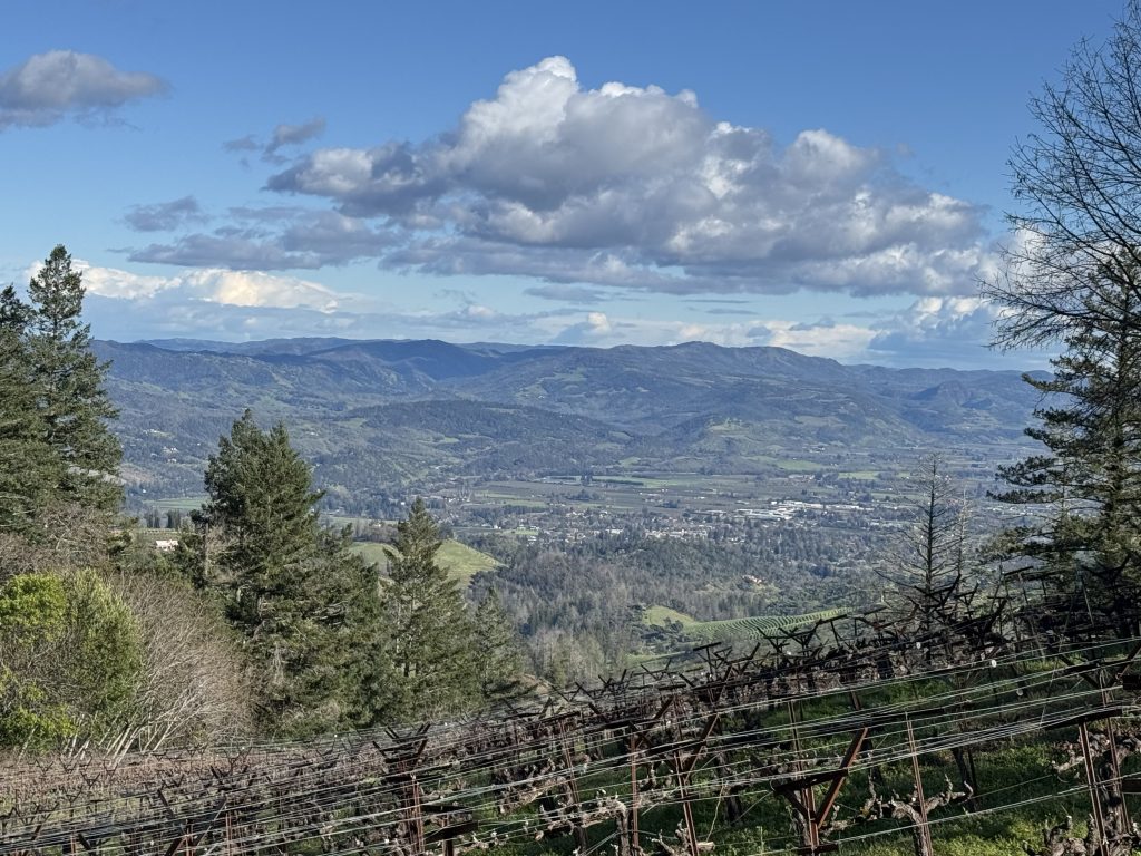 Philip Togni Vineyard on Spring Mountain, Napa Valley — dormant winter vines on a sunlit hillside with blue sky and rolling mountains beyond