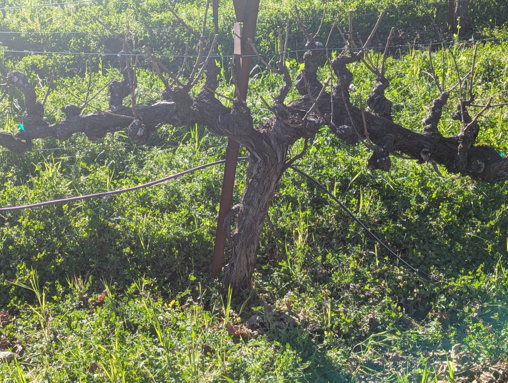 Close-up of a gnarled old dormant Cabernet Sauvignon vine at Philip Togni Vineyard on Spring Mountain, Napa Valley