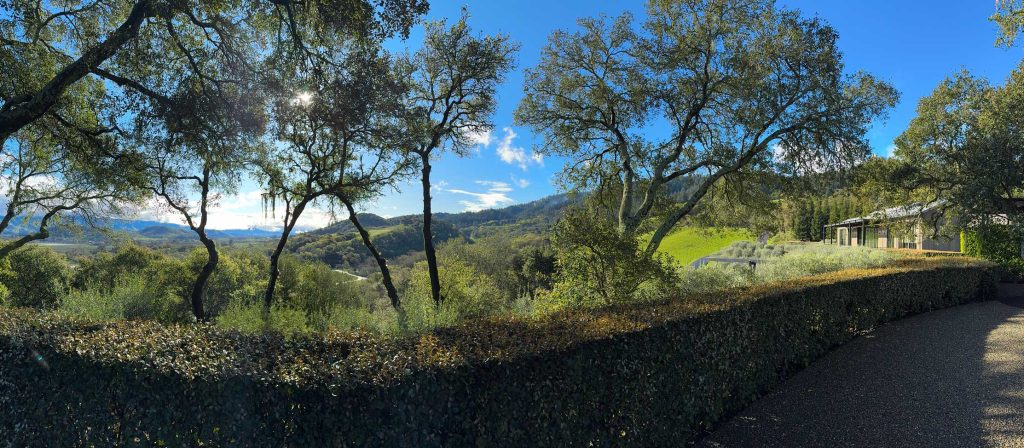 Promentory vineyard view with trees and hills